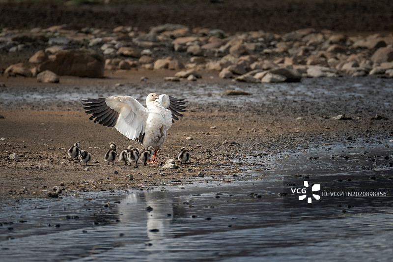 安第斯鹅图片素材