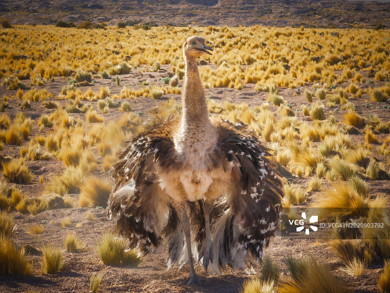 大美洲鸵图片素材