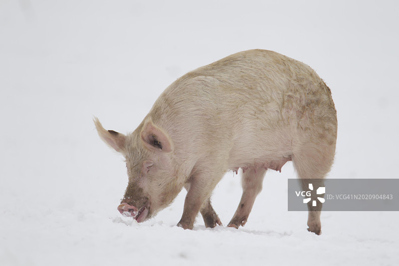 家猪在雪地觅食（英格兰，英国，欧洲）图片素材