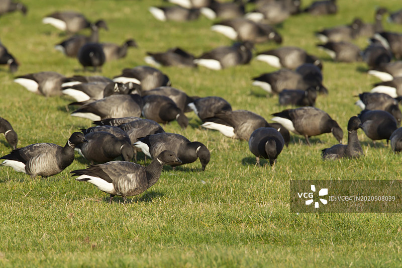 黑雁在英国诺福克草原上觅食图片素材