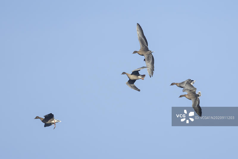 豆雁：四只成鹅在飞行中降落，英国诺福克图片素材