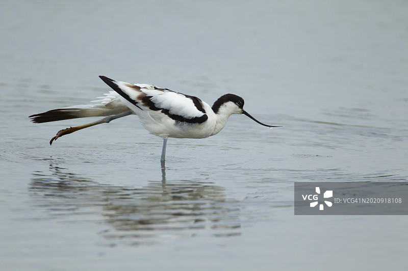 英国诺福克，在浅水泻湖中伸展的成鸟反嘴鹬图片素材