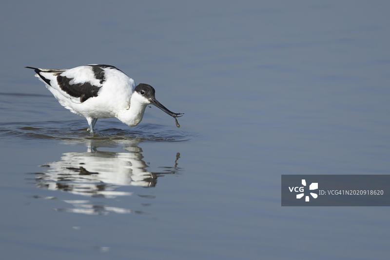 在浅水泻湖中觅食的反嘴鹬，英国林肯郡图片素材