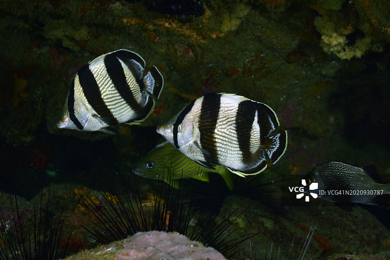 带状蝴蝶鱼图片素材