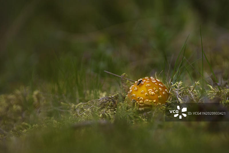 一种飞木耳(Amanita muscaria)的特写，景观，自然，特写，自然，植物学，特写，有毒，有毒的蘑菇，a，泰恩塞特，挪威，欧洲图片素材