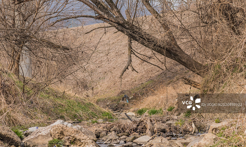 韩国大田小溪岸边长出的大树，树枝延伸到另一棵树上图片素材