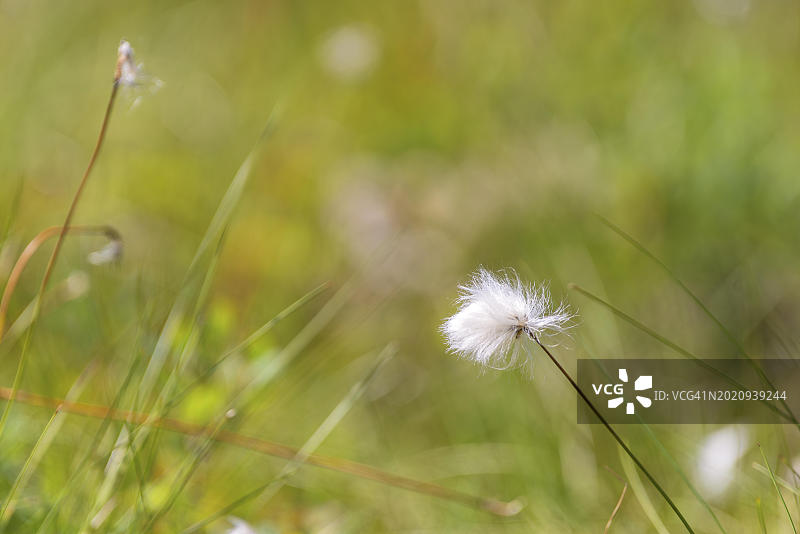 挪威阿格德尔阿塞拉尔兔尾苔草特写图片素材