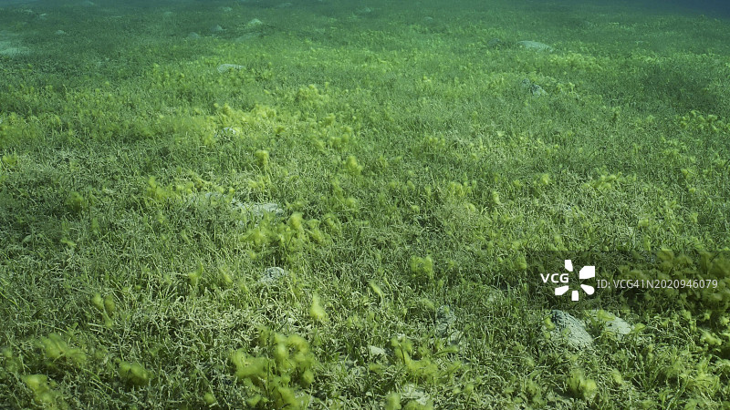 红海海草床：埃及塞法加的绿海草草甸图片素材