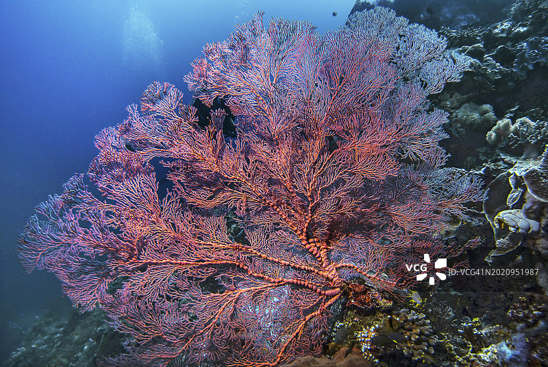 打结的扇珊瑚，印度尼西亚苏拉威西岛瓦卡托比潜水胜地，亚洲图片素材