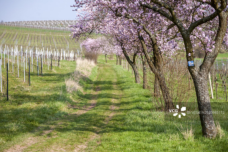 德国莱茵兰-普法尔茨的杏树图片素材