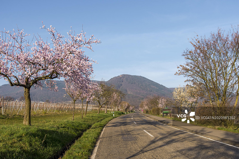 德国埃登科本的杏树花图片素材