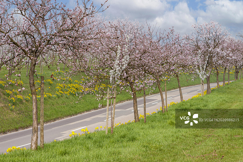 乡间小路旁盛开着杏树，位于德国莱茵兰-普法尔茨图片素材