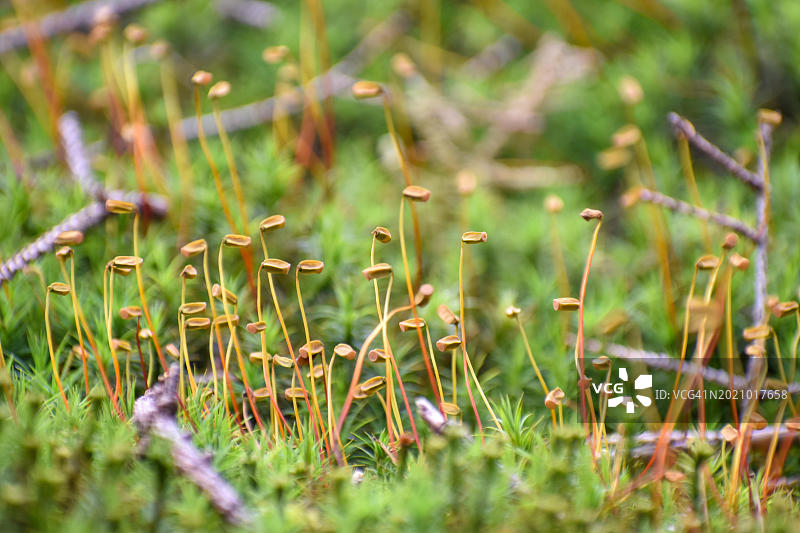 在德国上巴伐利亚州特劳恩施泰因附近的佩希斯奈特发现的金色女士苔藓（Polytrichum commune）的孢子囊图片素材