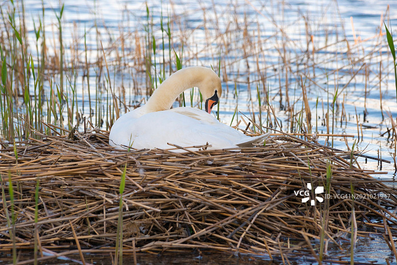 一只在芦苇丛中休息的疣鼻天鹅（Cygnus olor），位于下萨克森州施泰因胡德湖自然公园图片素材