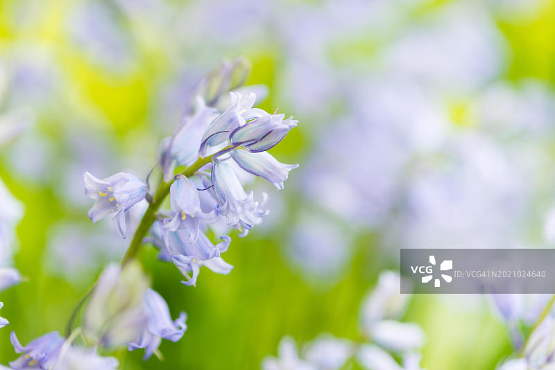阳光明媚的春天里的紫色风铃草花图片素材