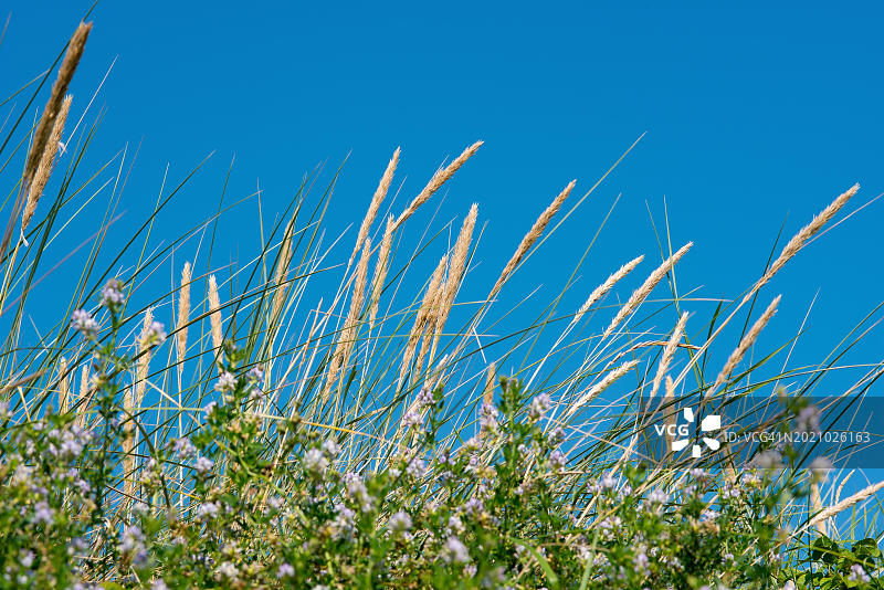 欧洲芒草，叶子和带种子的圆锥花序，黑尔戈兰岛上的草，水土流失控制，晴朗的蓝色无云天空，德国石勒苏益格-荷尔斯泰因州，欧洲图片素材