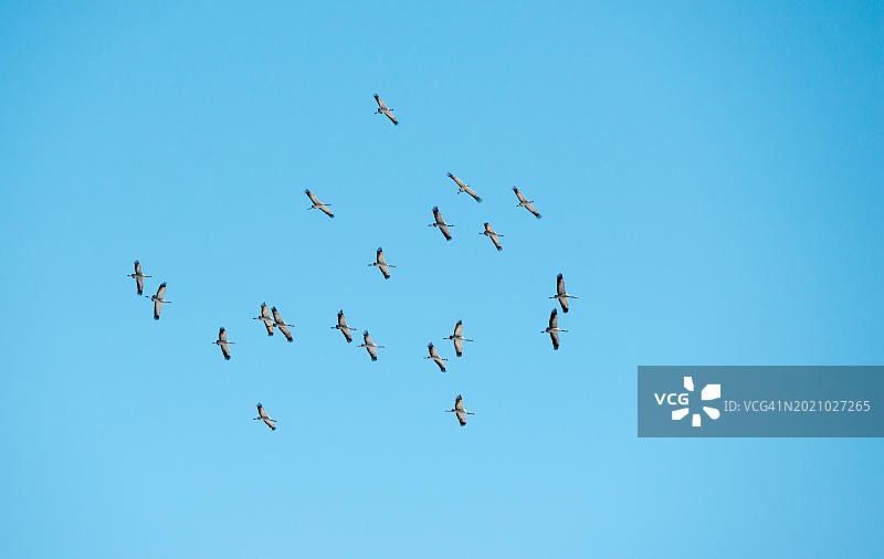在德国下萨克森州晴朗的蓝天下盘旋的灰鹤群图片素材
