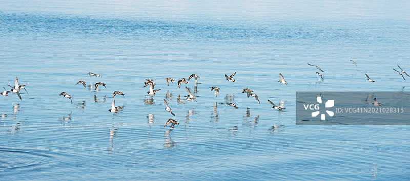红石鹬、小环颈鸻和沙锥，涉禽在北海平静的水面上方飞行，黑尔戈兰岛，杜内岛，北海，石勒苏益格-荷尔斯泰因州，德国图片素材