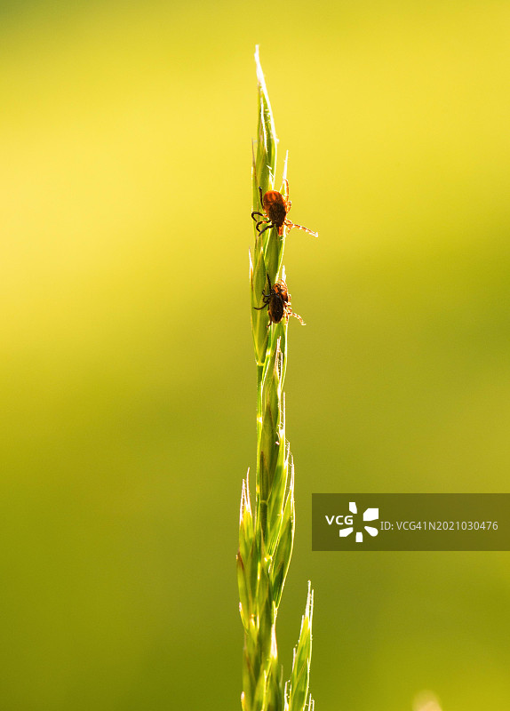 Setting sun下的草地上的蓖麻蜱，雌性（顶部）和两只雄性（底部），德国下萨克森州图片素材