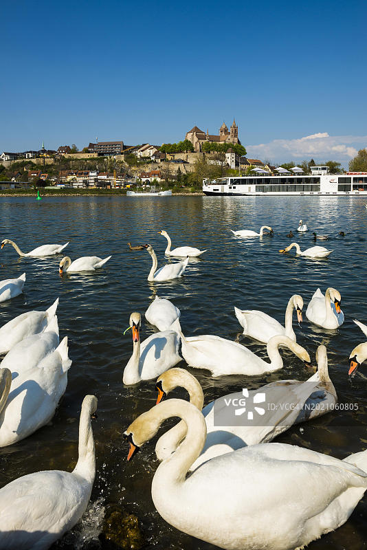 德国巴登-符腾堡州布赖萨赫的莱茵河天鹅与城镇景观图片素材