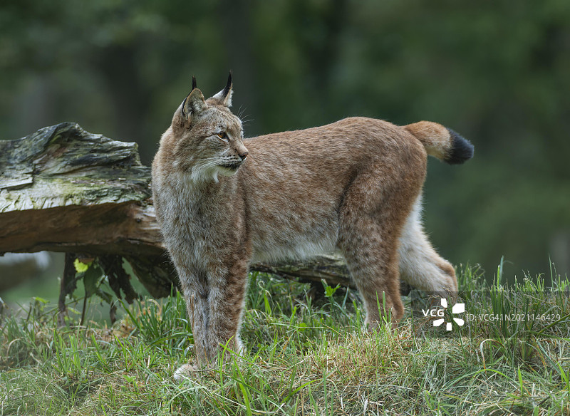 圈养欧亚猞猁在德国森林草甸警惕张望图片素材