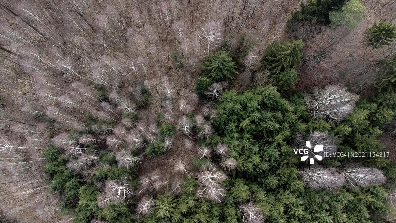 鸟瞰巴伐利亚，德国，欧洲春季的落叶树和绿色针叶树图片素材