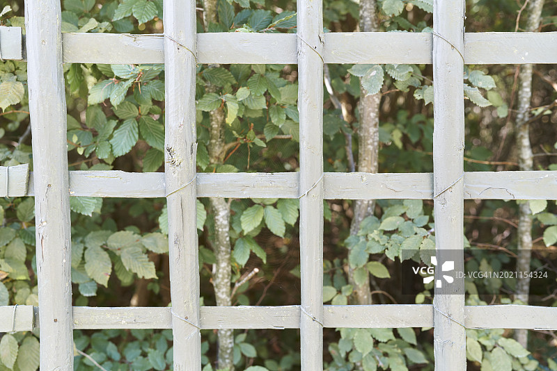 木制棚架与绿叶园林植物的正面图图片素材