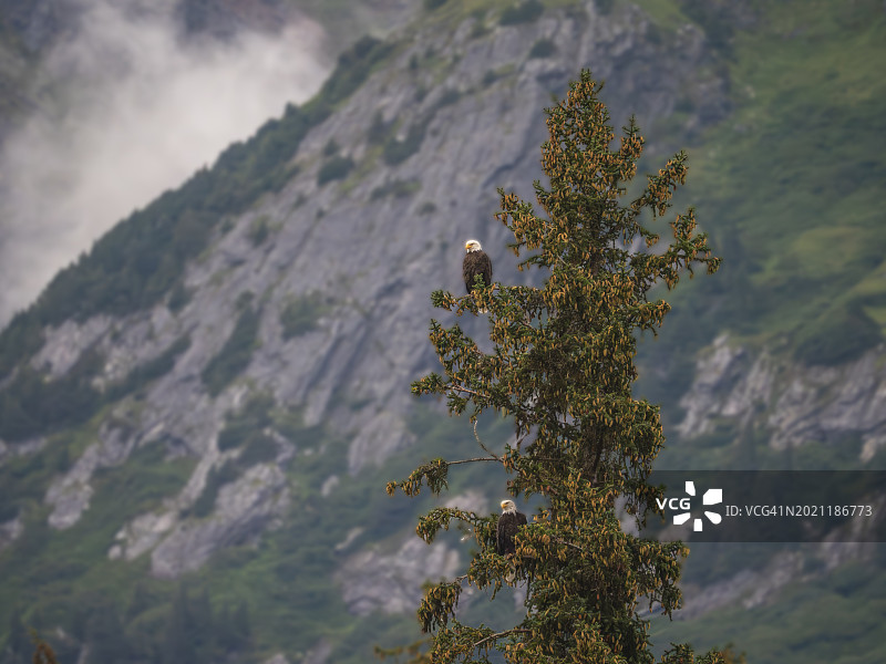 奇尔库特湖边栖息的秃鹰 2022 08 15 001图片素材