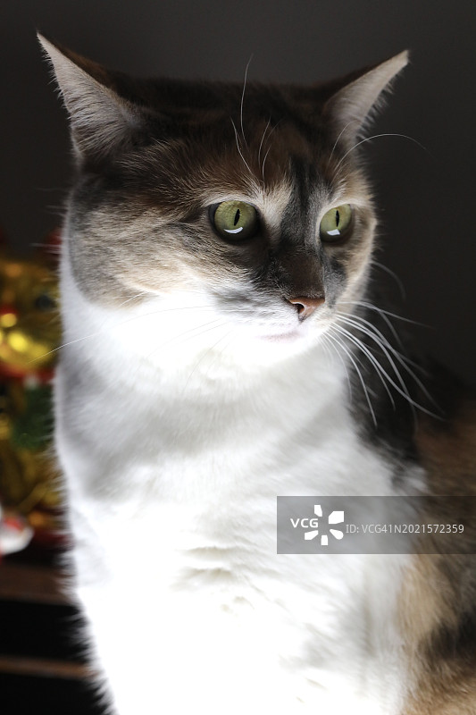 宠物猫图片素材