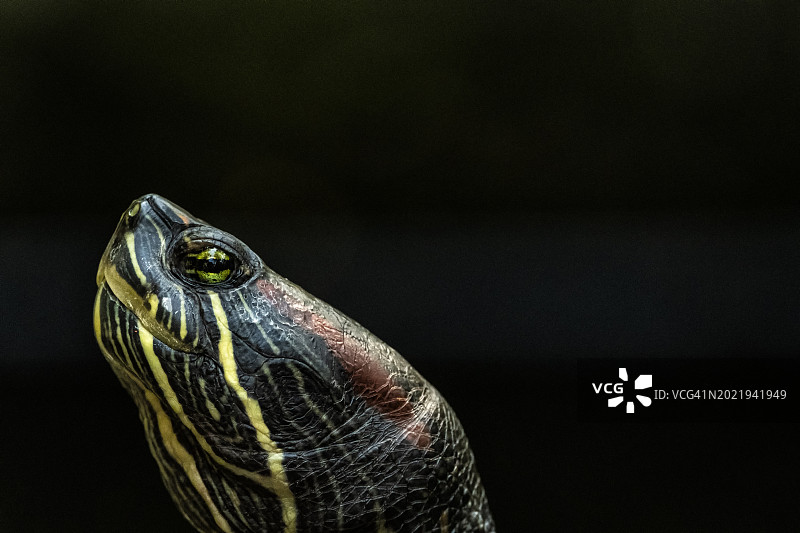 乌龟特写图片素材