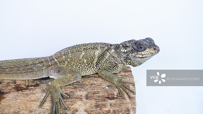 菲律宾帆蜥图片素材