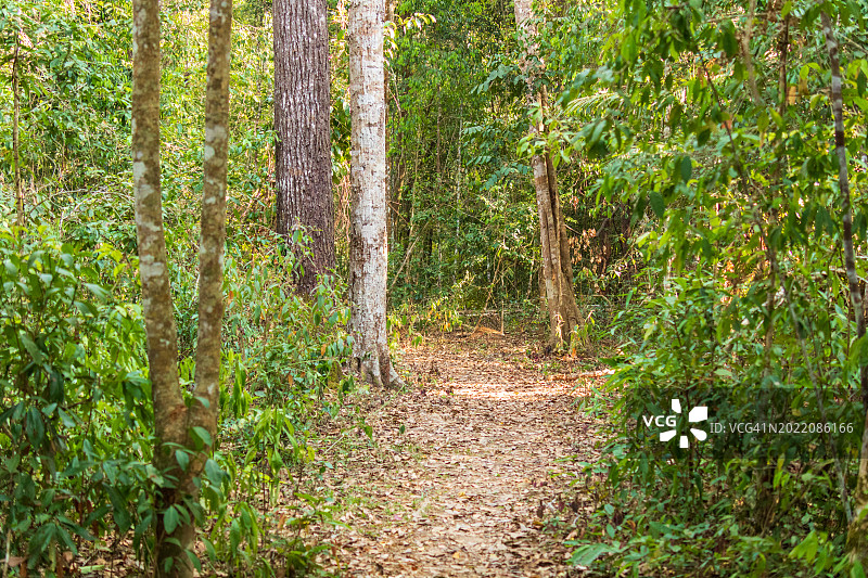 森林中的自然研习走道图片素材