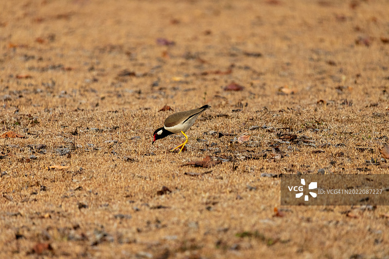 草丛中的小鸟群图片素材