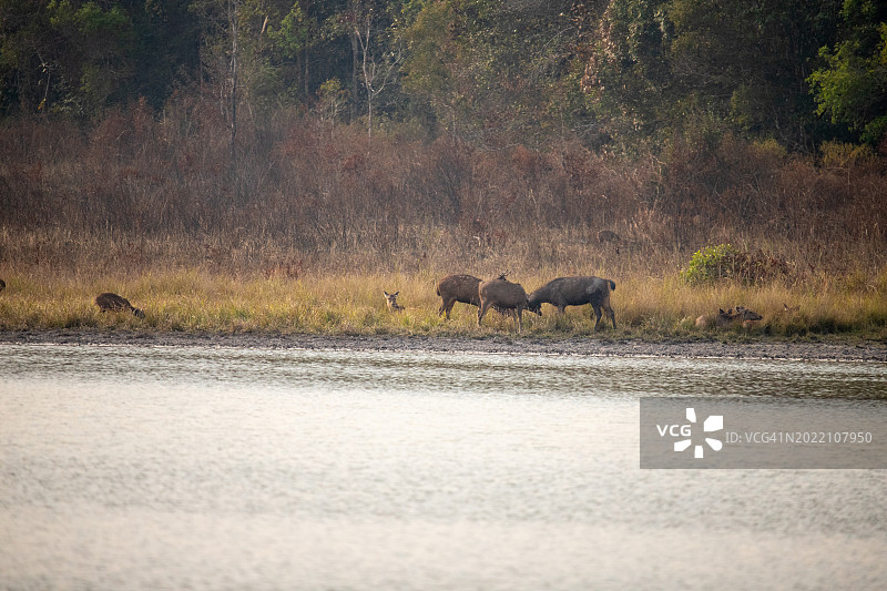 沿着水边吃草的野生鹿群图片素材