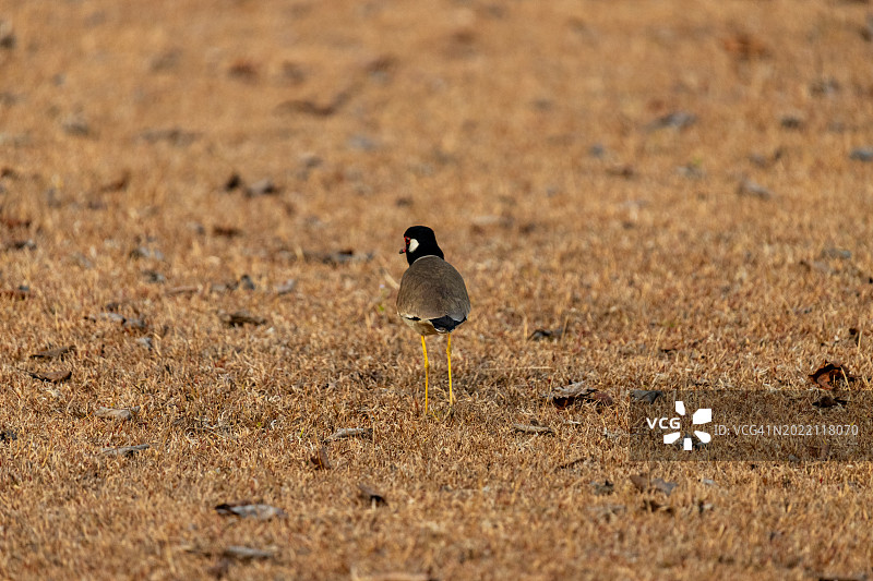 小鸟在草丛中聚集图片素材