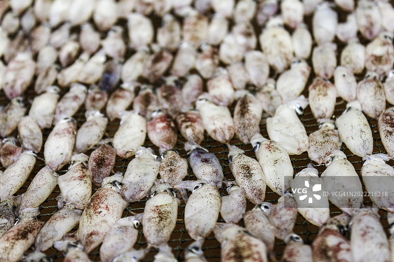 泰国巴蜀府邦博渔村晾晒小鱿鱼特写图片素材