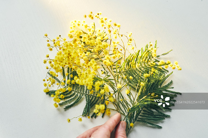 白色背景上的黄色含羞草花图片素材