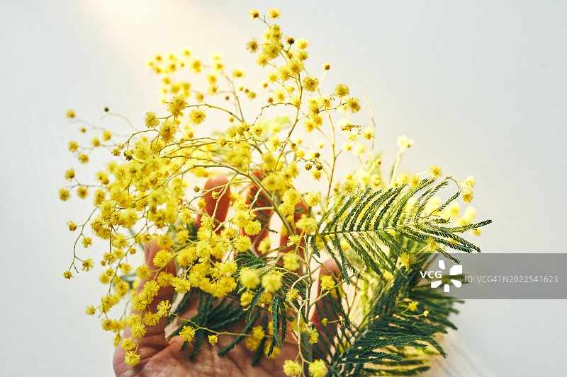 白色背景上的黄色含羞草花图片素材