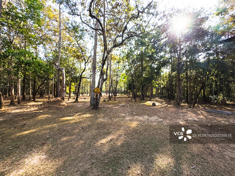小树林图片素材