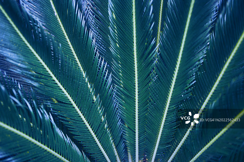 美丽的棕榈叶背景图片素材