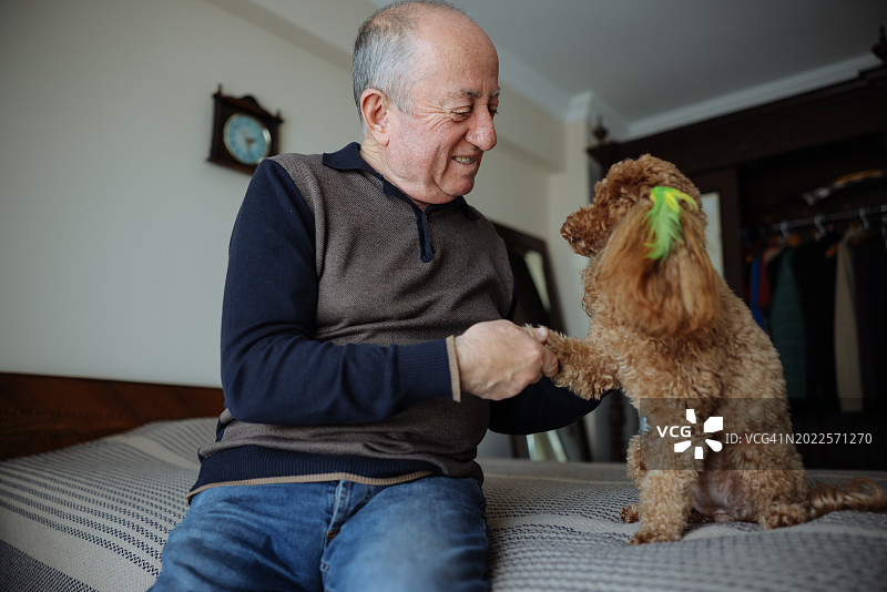 年长的男人和宠物玩具贵宾犬一起坐在家里的床上图片素材