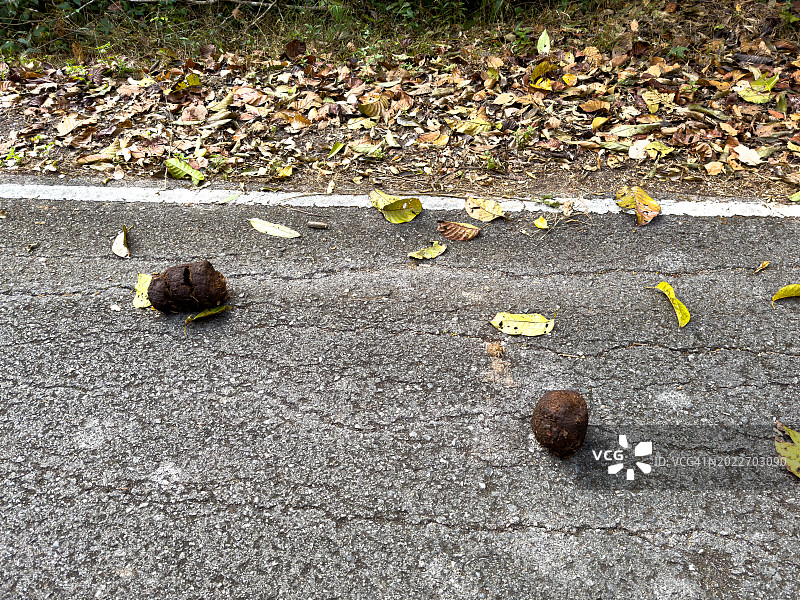 路上的大象粪便图片素材