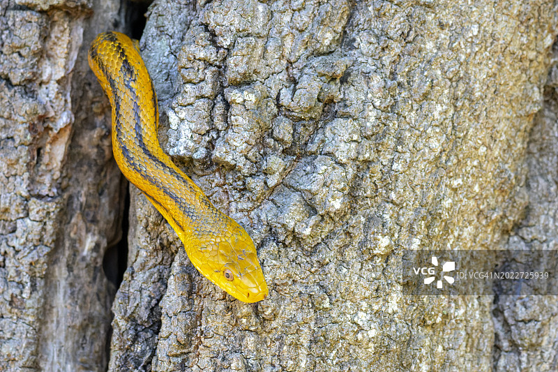 黄鼠蛇图片素材