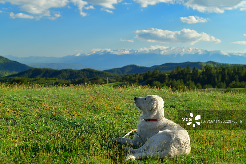 蓝天下山中的狗的肖像图片素材