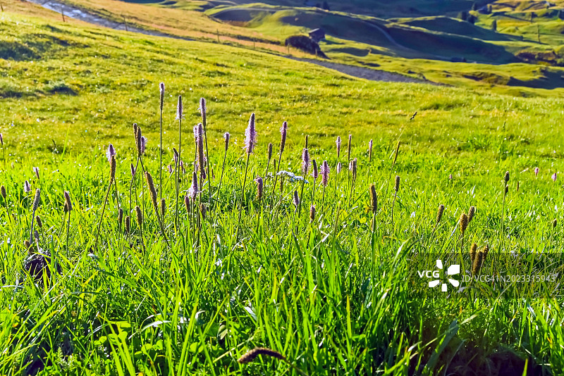 多洛米蒂山Seceda山附近高山野花图片素材