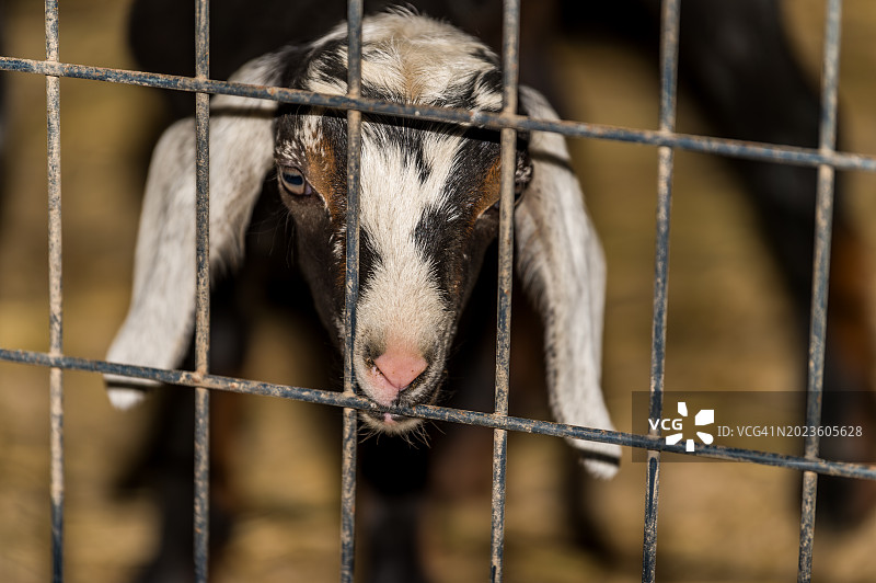 小努比亚山羊透过金属围栏特写图片素材