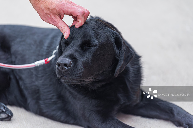 黑色拉布拉多寻回犬被抚摸图片素材