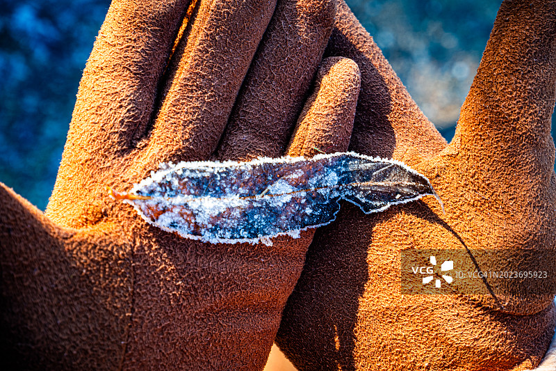 戴手套的双手捧着冰封的树叶图片素材