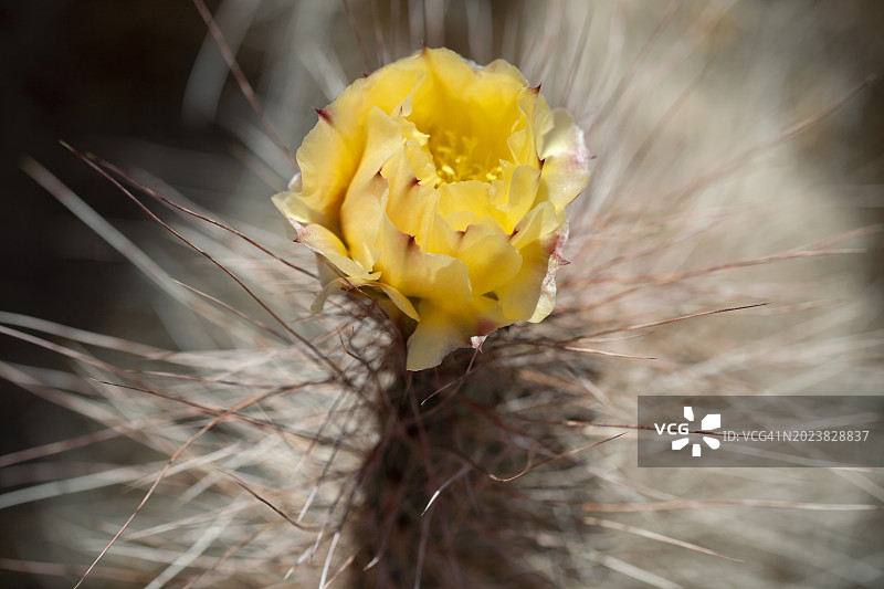特写：仙人掌的单片叶，有长刺和黄色花朵图片素材