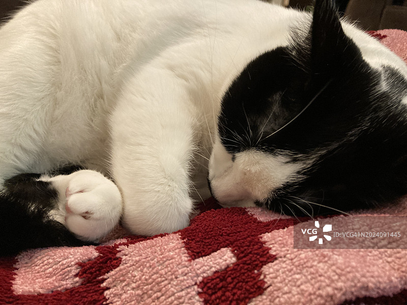 熟睡的可爱黑白小猫图片素材